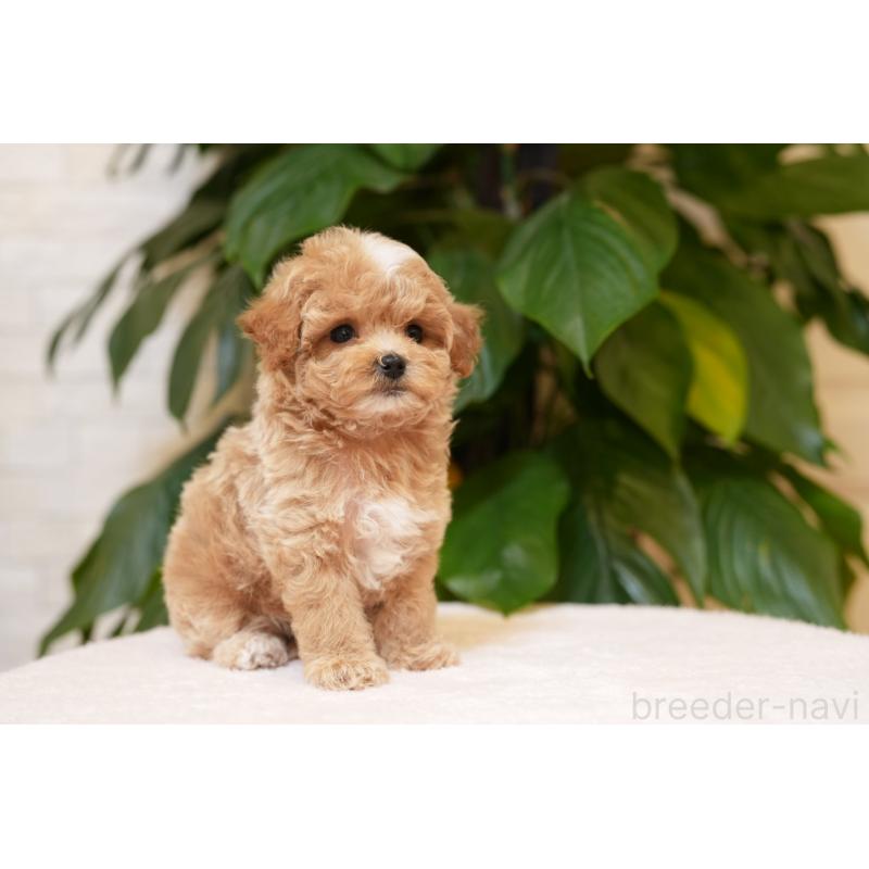 販売中の千葉県のマルプー:マルチーズ×トイプードル-423106の3枚目