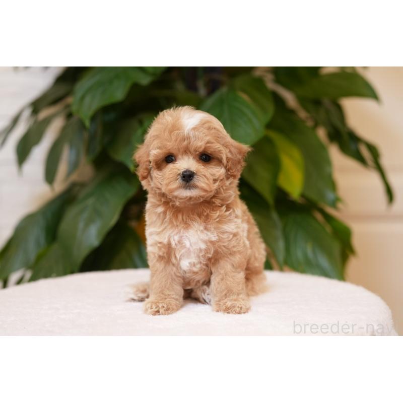 販売中の千葉県のマルプー:マルチーズ×トイプードル-423106の2枚目