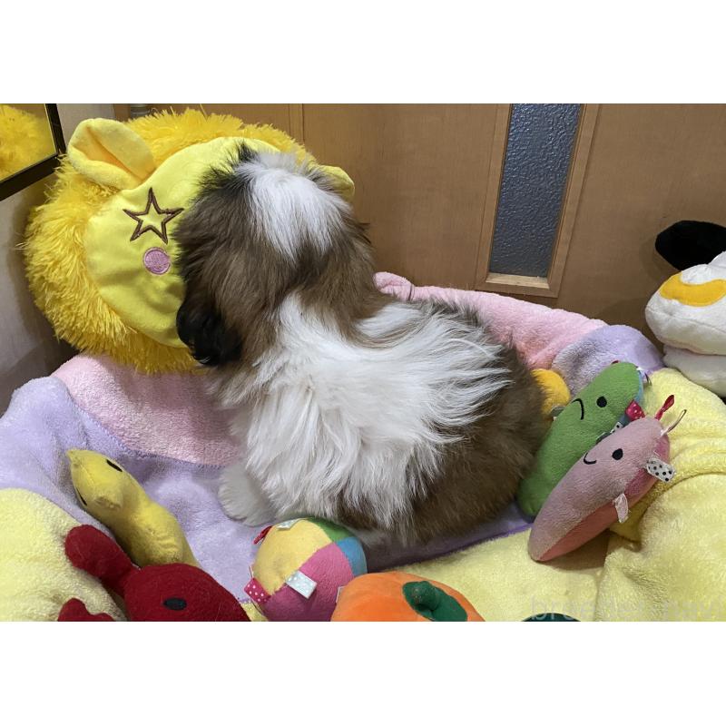 販売中の京都府のシーズー-424803の5枚目