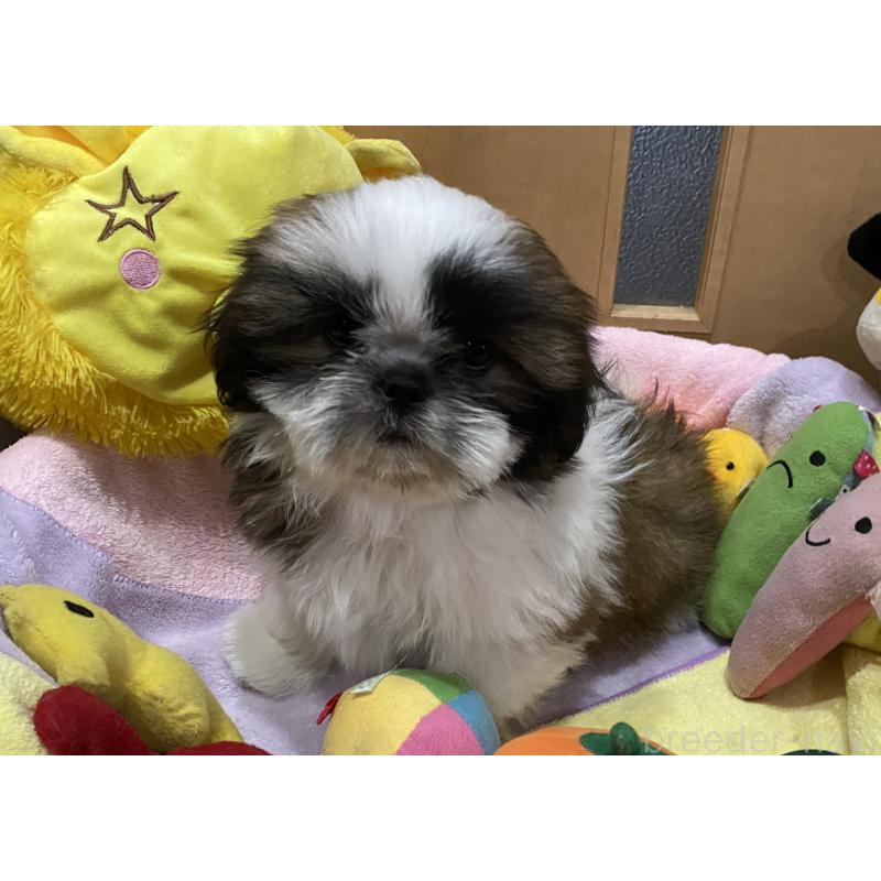 販売中の京都府のシーズー-424803の4枚目