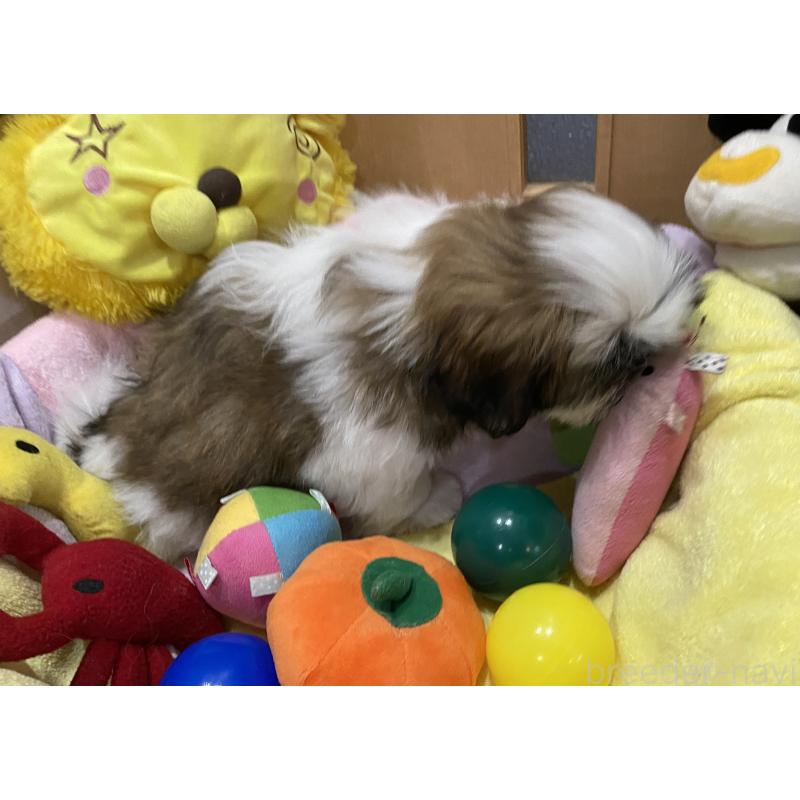 販売中の京都府のシーズー-424803の3枚目