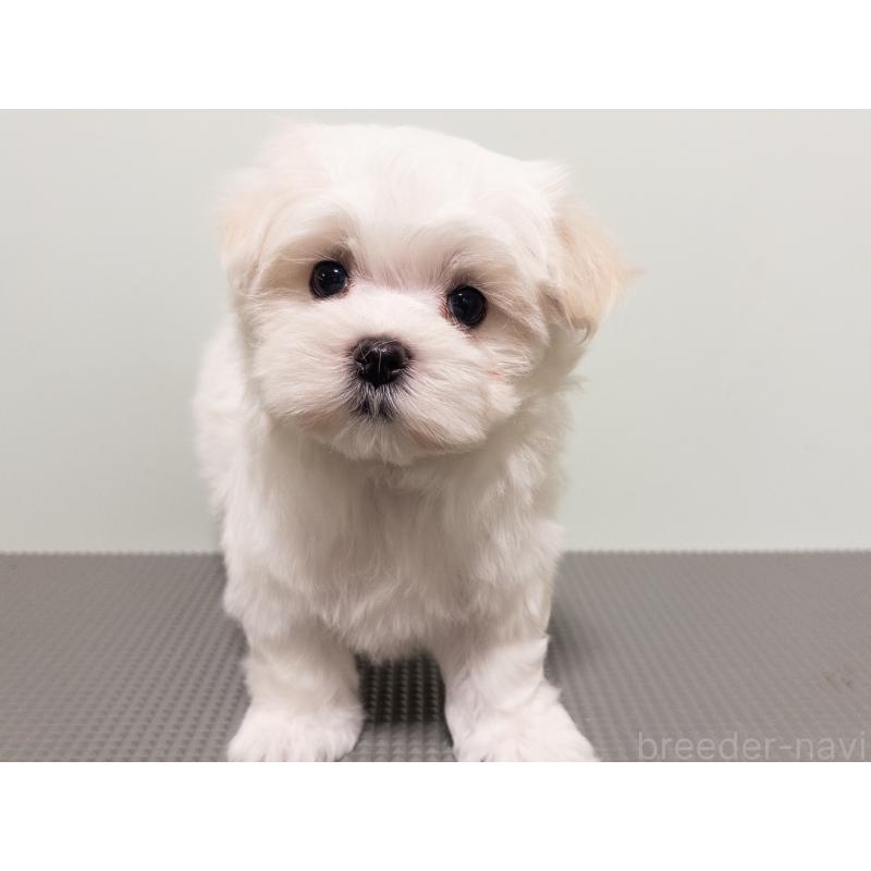 販売中の神奈川県のマルチーズ-420175の4枚目
