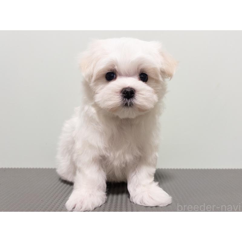 販売中の神奈川県のマルチーズ-420175の3枚目