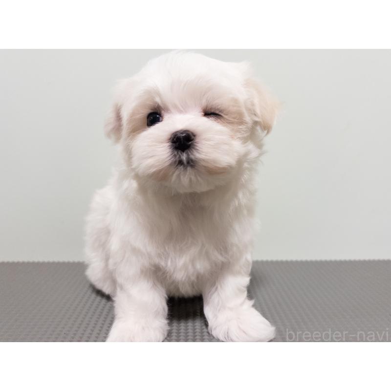 販売中の神奈川県のマルチーズ-420175の2枚目