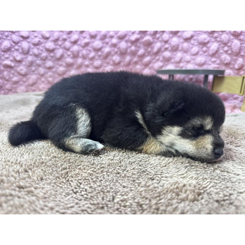 販売中の茨城県の柴犬-424819の11枚目