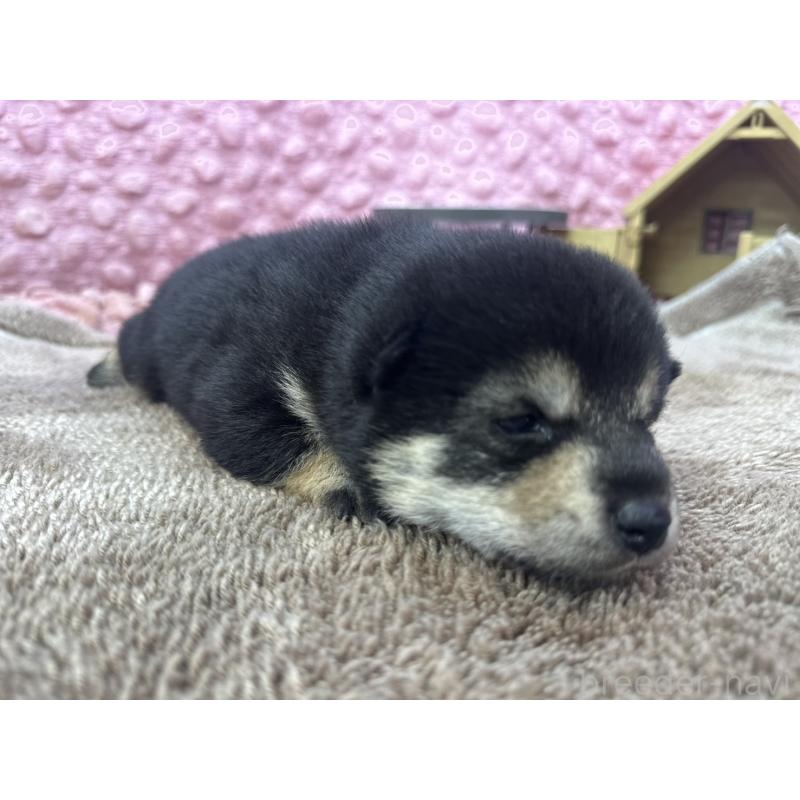 販売中の茨城県の柴犬-424819の10枚目