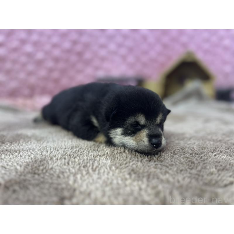 販売中の茨城県の柴犬-424819の9枚目