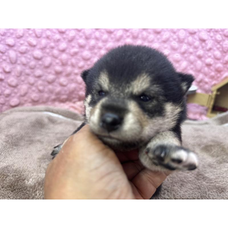 販売中の茨城県の柴犬-424819の8枚目