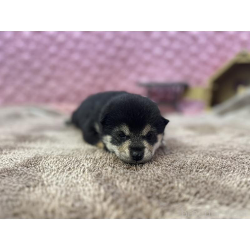 販売中の茨城県の柴犬-424819の7枚目