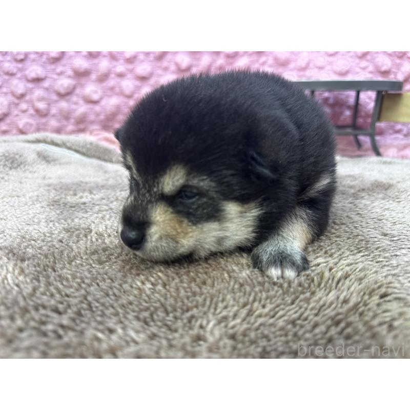 販売中の茨城県の柴犬-424819の6枚目