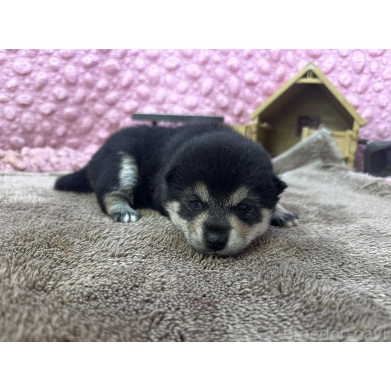 販売中の茨城県の柴犬-424819の4枚目