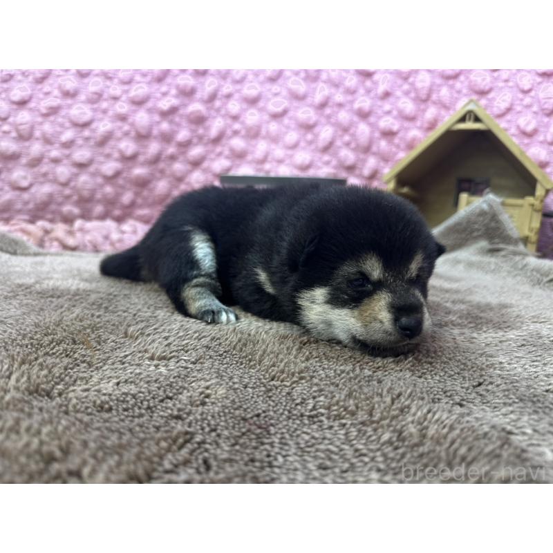 販売中の茨城県の柴犬-424819の3枚目