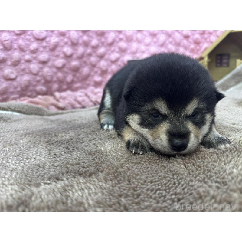 販売中の茨城県の柴犬-424819の2枚目