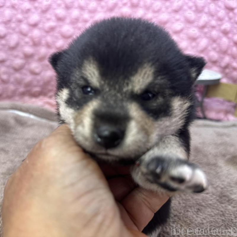 販売中の茨城県の柴犬-424819の1枚目