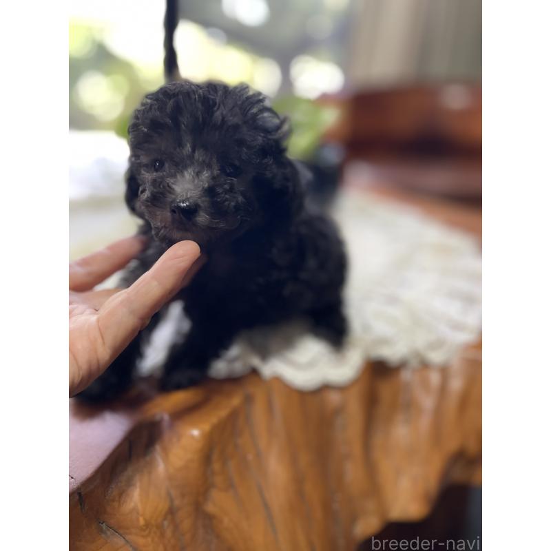 販売中の鹿児島県のティーカッププードル-424824の1枚目