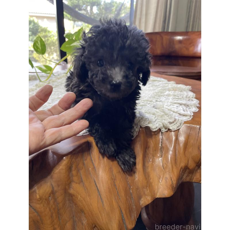 販売中の鹿児島県のティーカッププードル-424824の2枚目