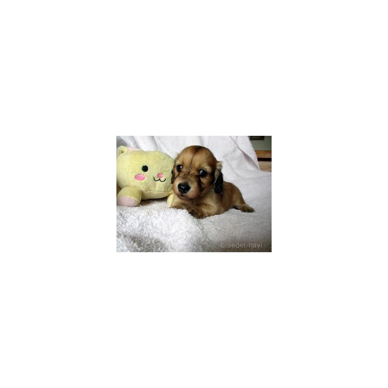 販売中の茨城県のミニチュアダックスフンド(ロングヘアード)-424827の1枚目