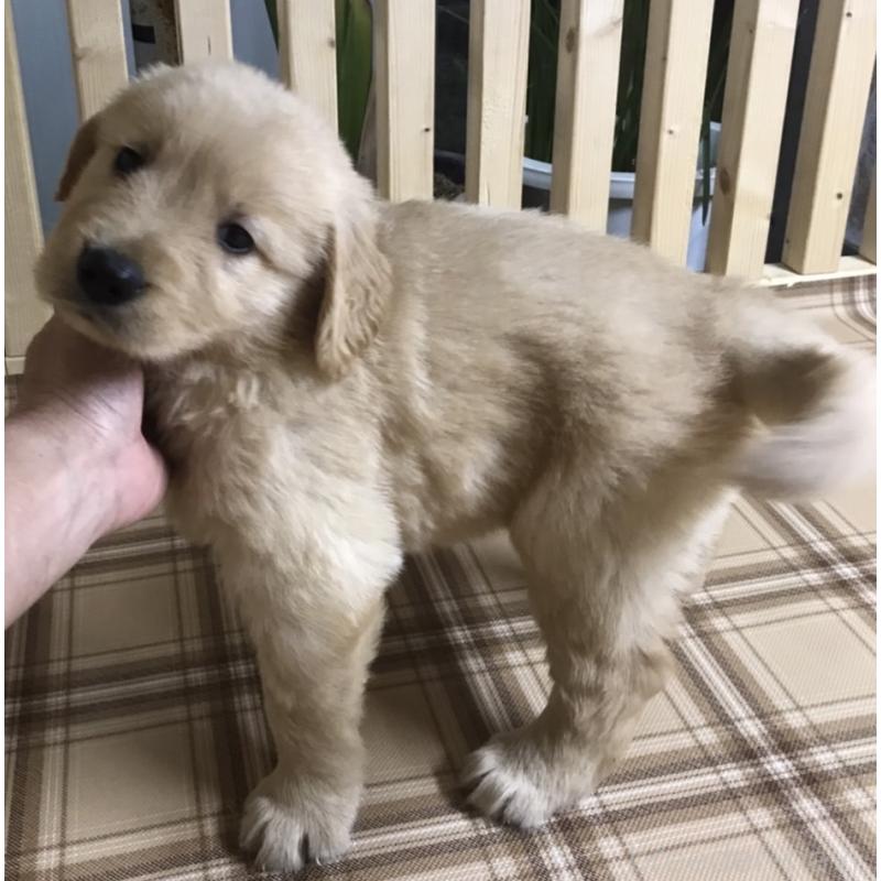 販売中の長野県のゴールデンレトリーバー-424828の3枚目