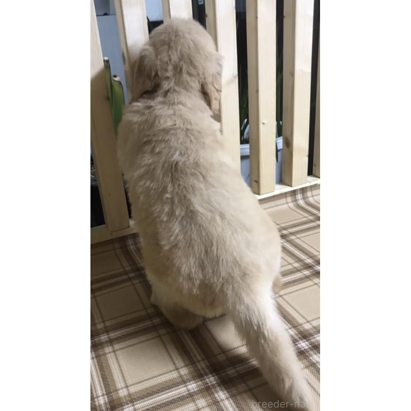 販売中の長野県のゴールデンレトリーバー-424828の2枚目