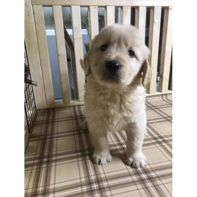 販売中の長野県のゴールデンレトリーバー-424829の3枚目