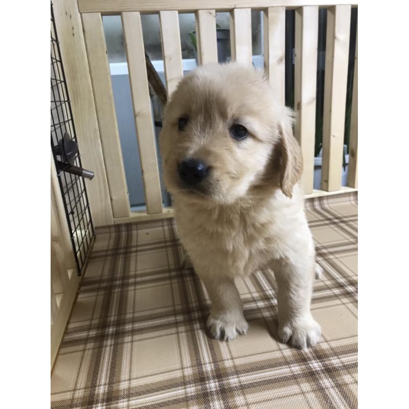 販売中の長野県のゴールデンレトリーバー-424829の2枚目