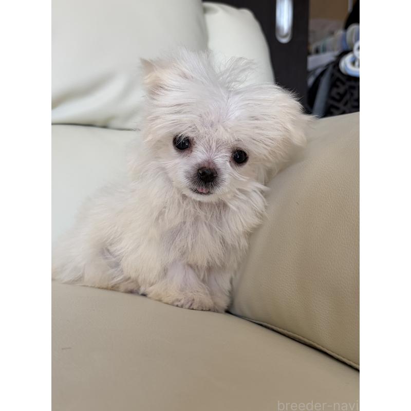 成約済の滋賀県のマルチーズ-422606の5枚目