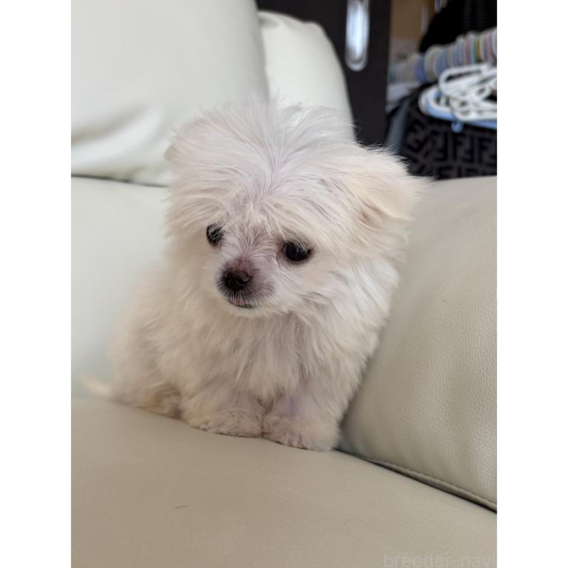 成約済の滋賀県のマルチーズ-422606の4枚目