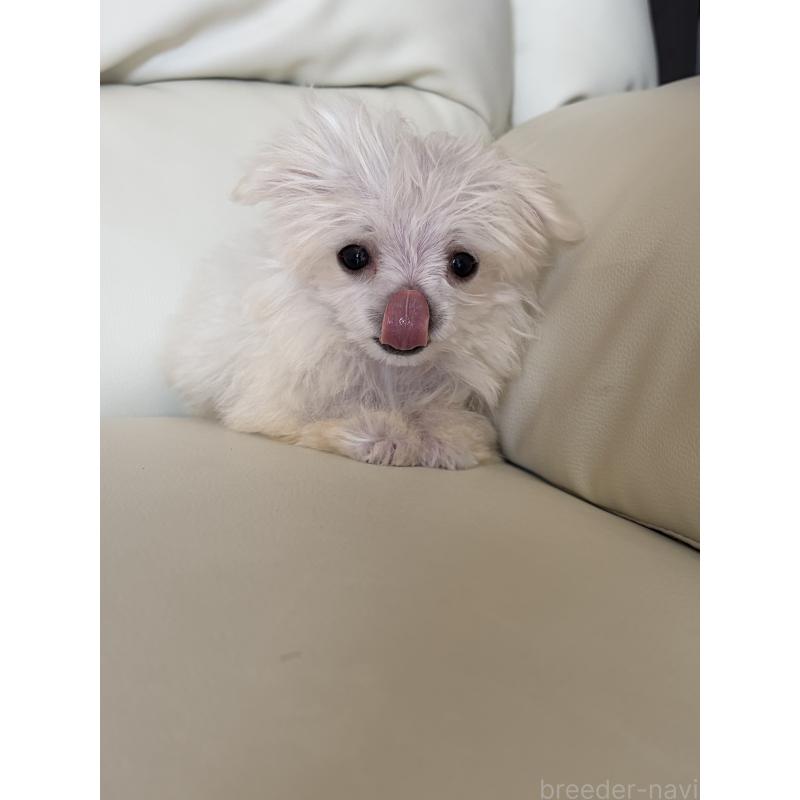 成約済の滋賀県のマルチーズ-422606の3枚目