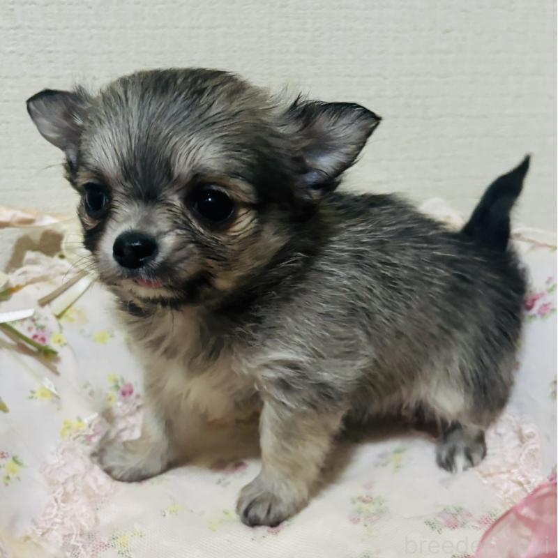 販売中の愛知県のチワワ(ロングコート)-424831の6枚目