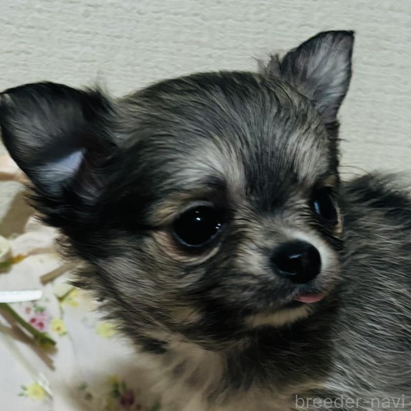 販売中の愛知県のチワワ(ロングコート)-424831の5枚目