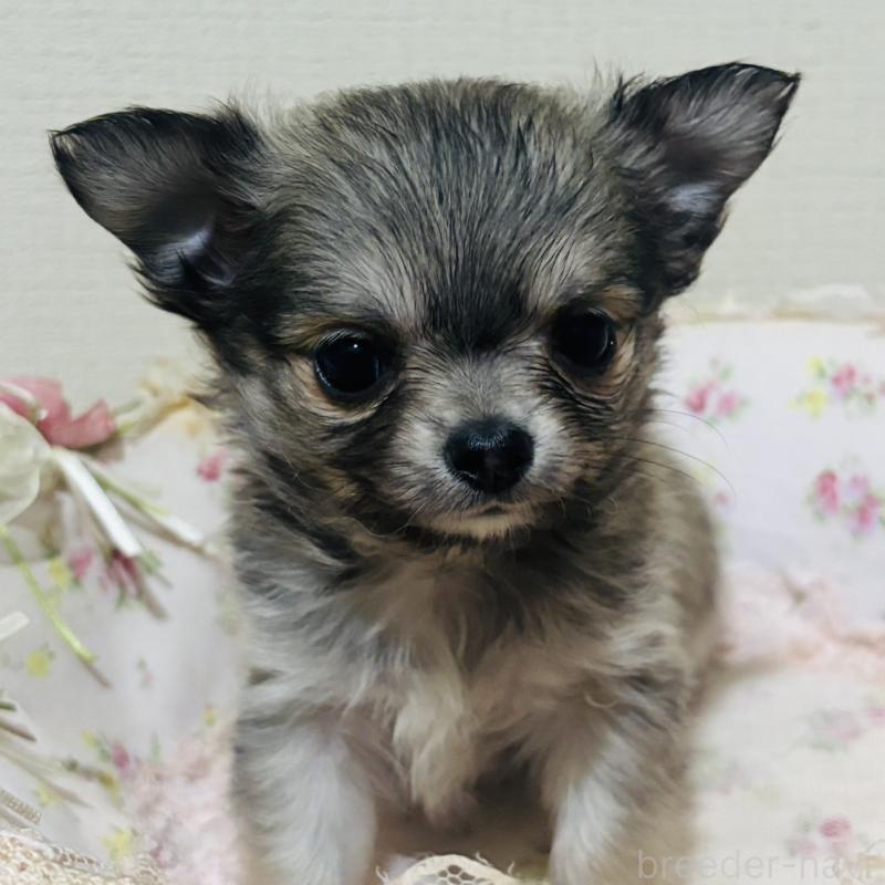 販売中の愛知県のチワワ(ロングコート)-424831の4枚目