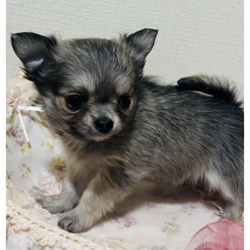 販売中の愛知県のチワワ(ロングコート)-424831の3枚目