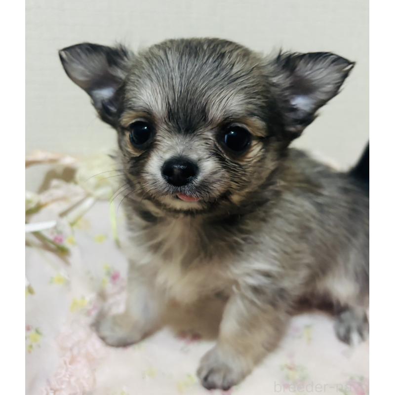 販売中の愛知県のチワワ(ロングコート)-424831の2枚目