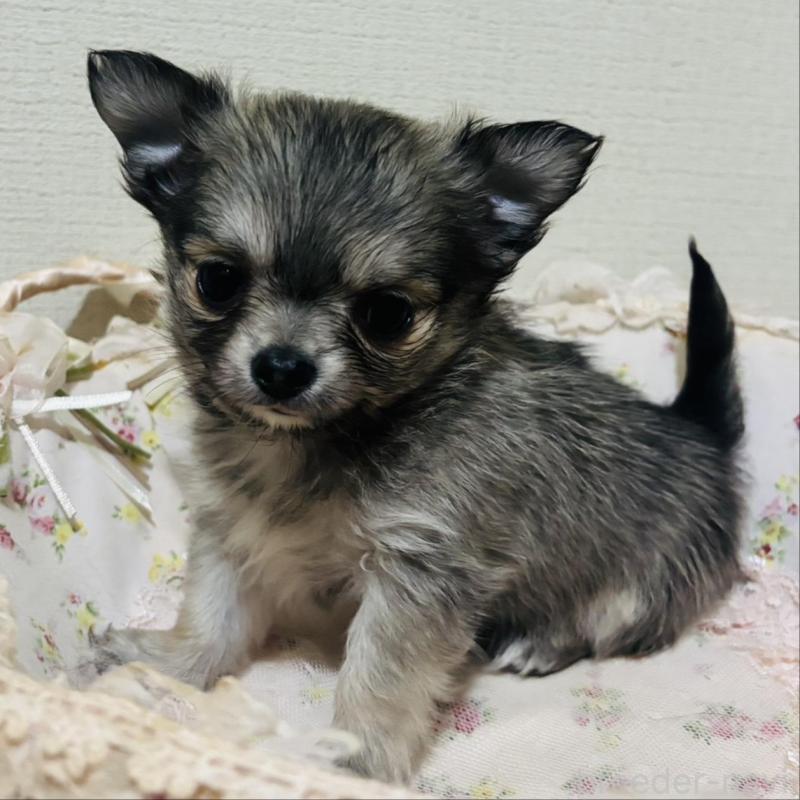 販売中の愛知県のチワワ(ロングコート)-424831の1枚目