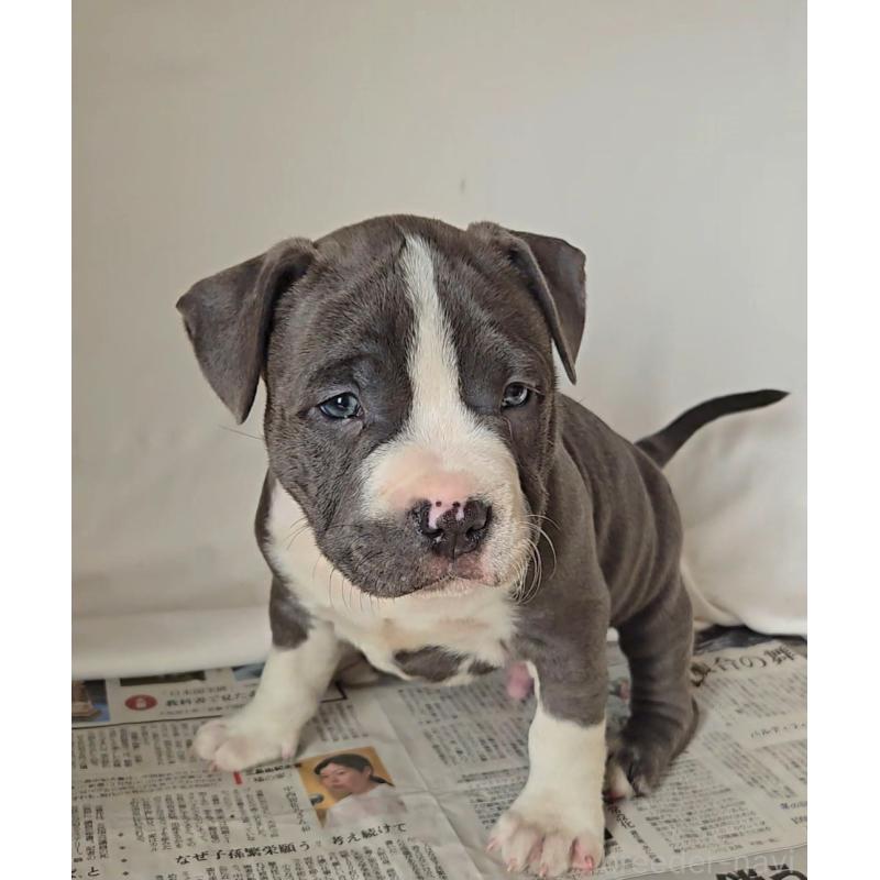 販売中の福岡県のアメリカンブリー-421819