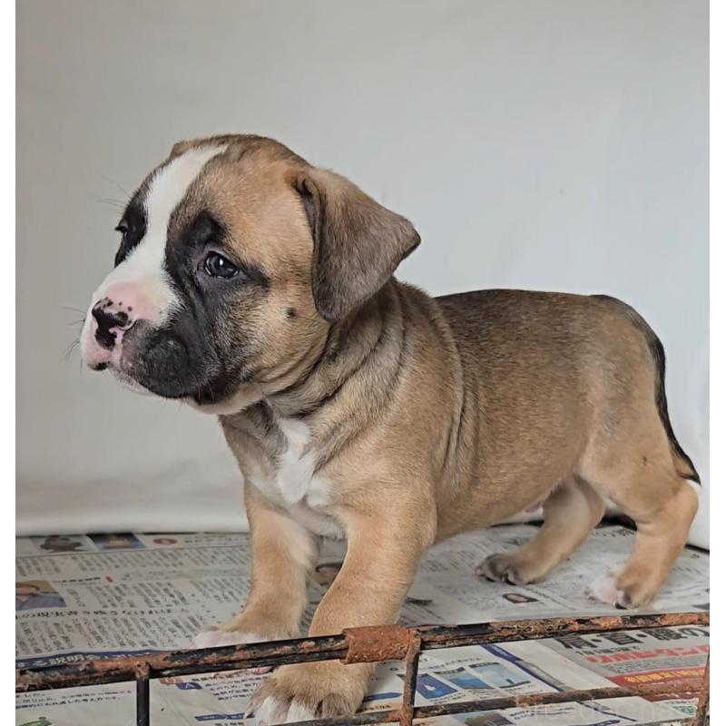 販売中の福岡県のアメリカンブリー-421820の4枚目