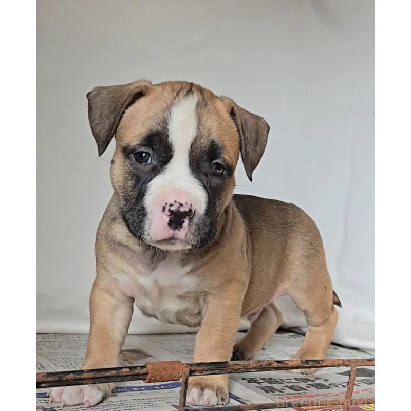 販売中の福岡県のアメリカンブリー-421820