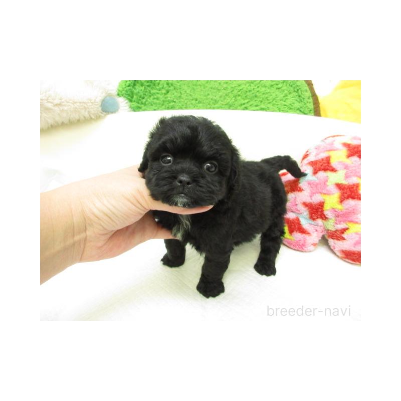 販売中の大阪府のミックス犬-424832の2枚目