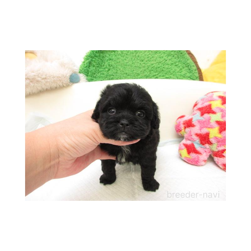 販売中の大阪府のミックス犬-424832の1枚目