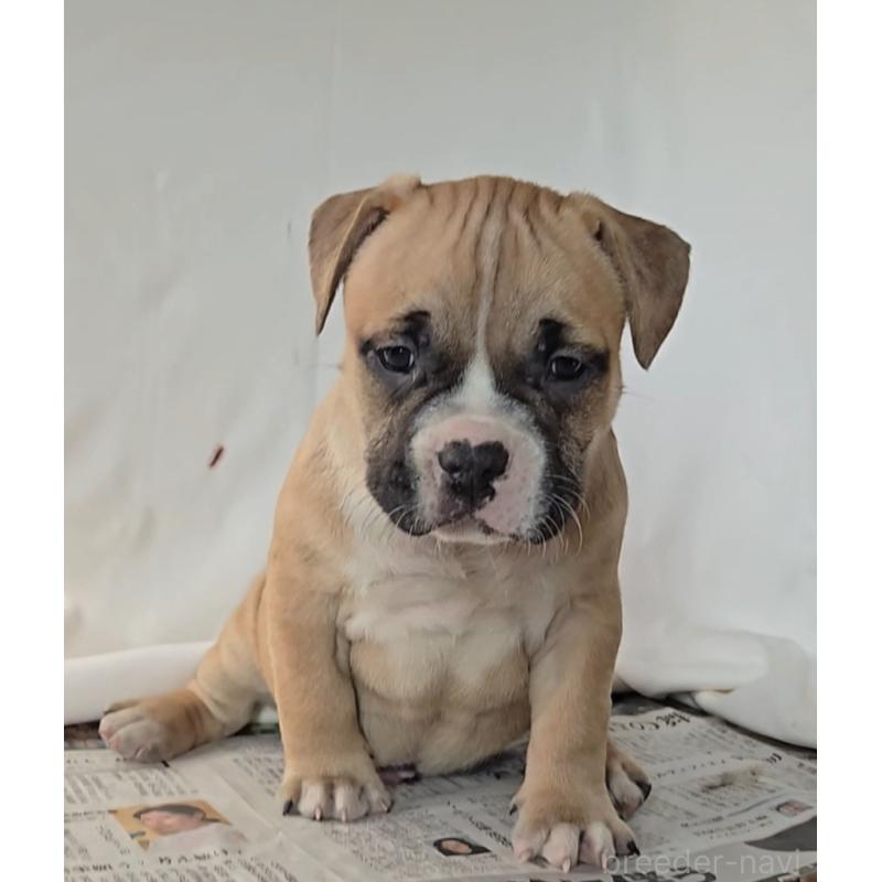 販売中の福岡県のアメリカンブリー-421821