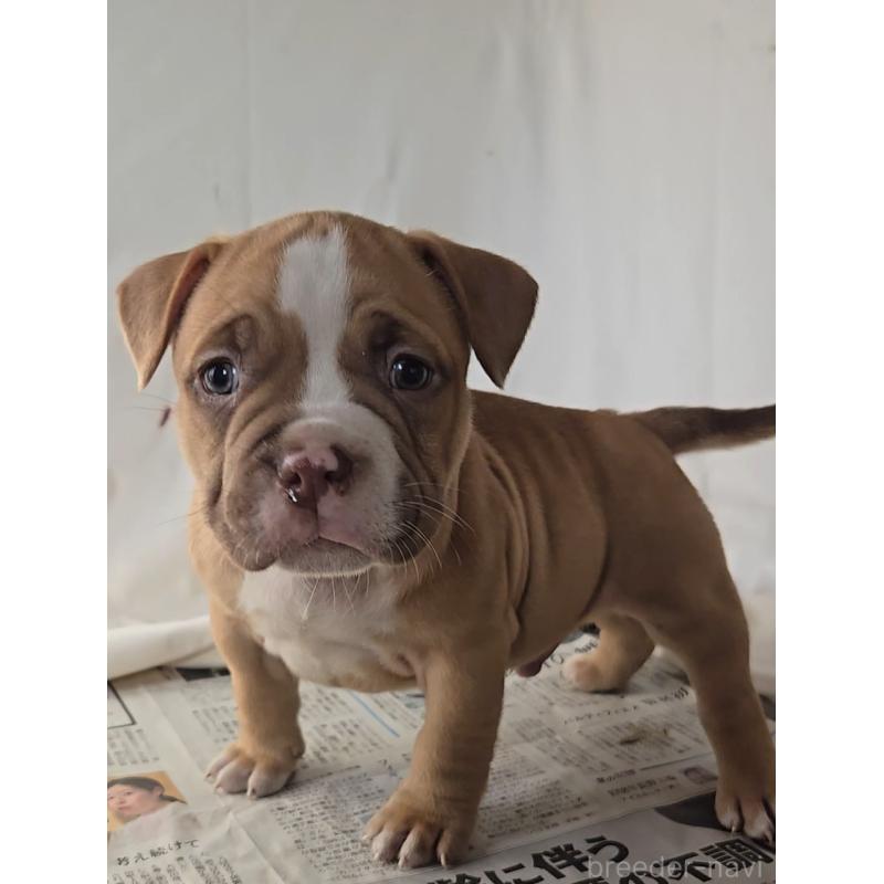 販売中の福岡県のアメリカンブリー-421822