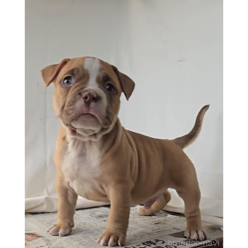 販売中の福岡県のアメリカンブリー-421822の6枚目