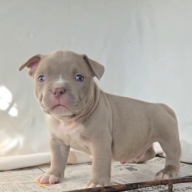 販売中の福岡県のアメリカンブリー-421823