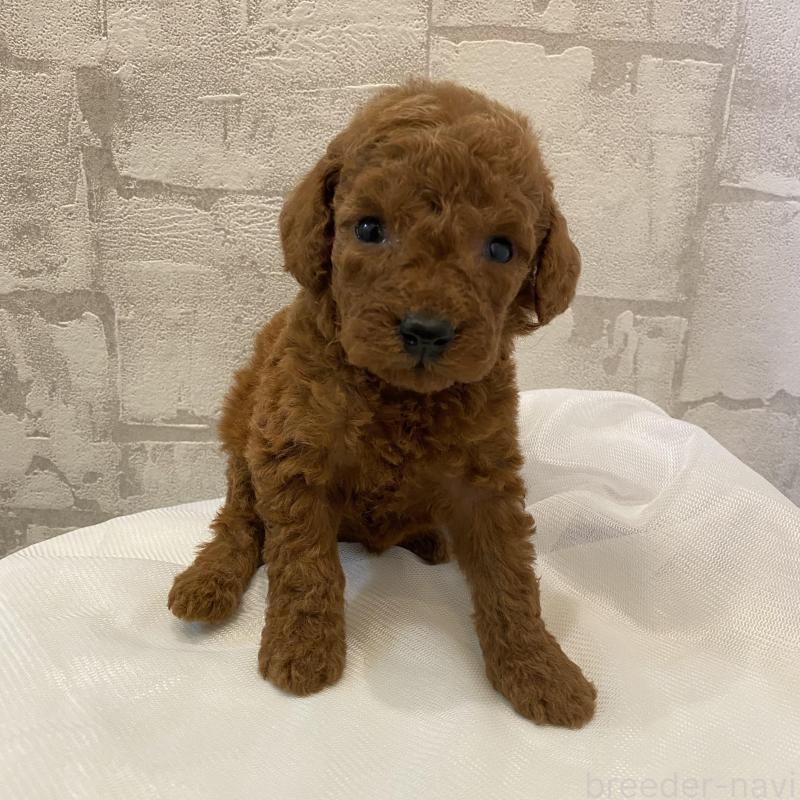 販売中の群馬県のミディアムプードル-424834の1枚目