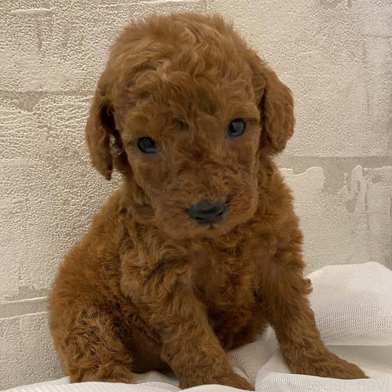 販売中の群馬県のミディアムプードル-424834の6枚目