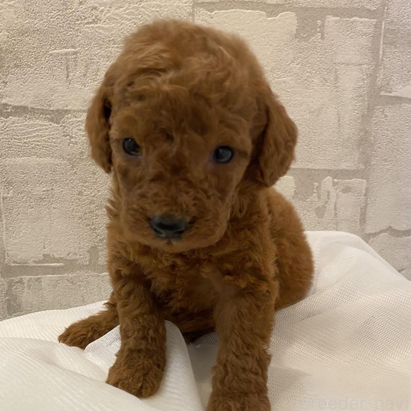 販売中の群馬県のミディアムプードル-424834の5枚目