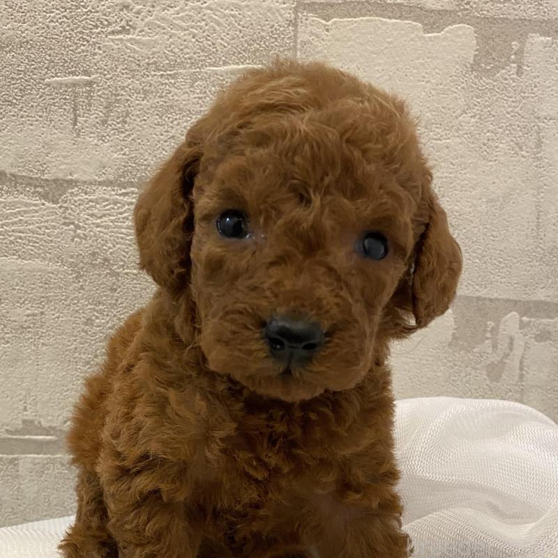 販売中の群馬県のミディアムプードル-424834の4枚目