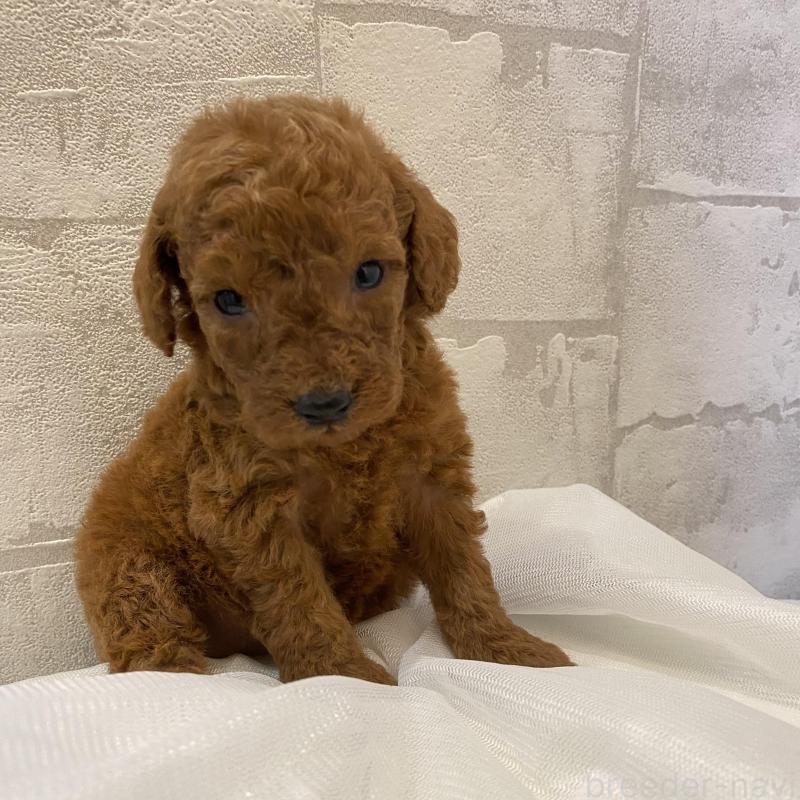 販売中の群馬県のミディアムプードル-424834の3枚目