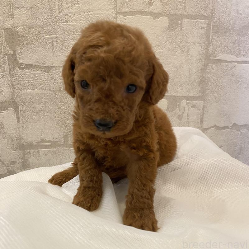 販売中の群馬県のミディアムプードル-424834の2枚目