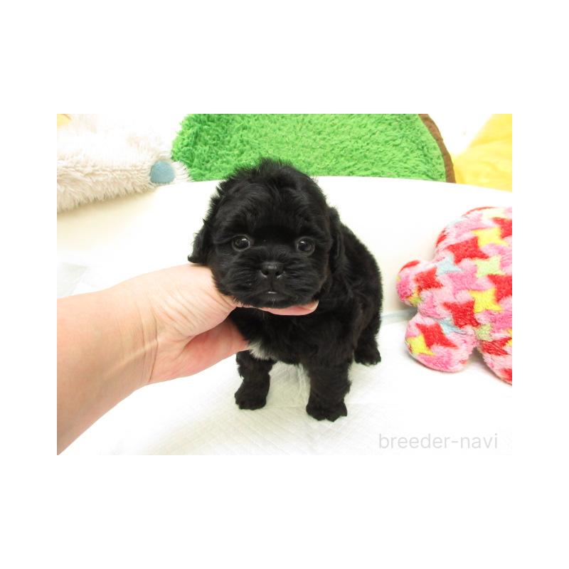 販売中の大阪府のミックス犬-424835の2枚目